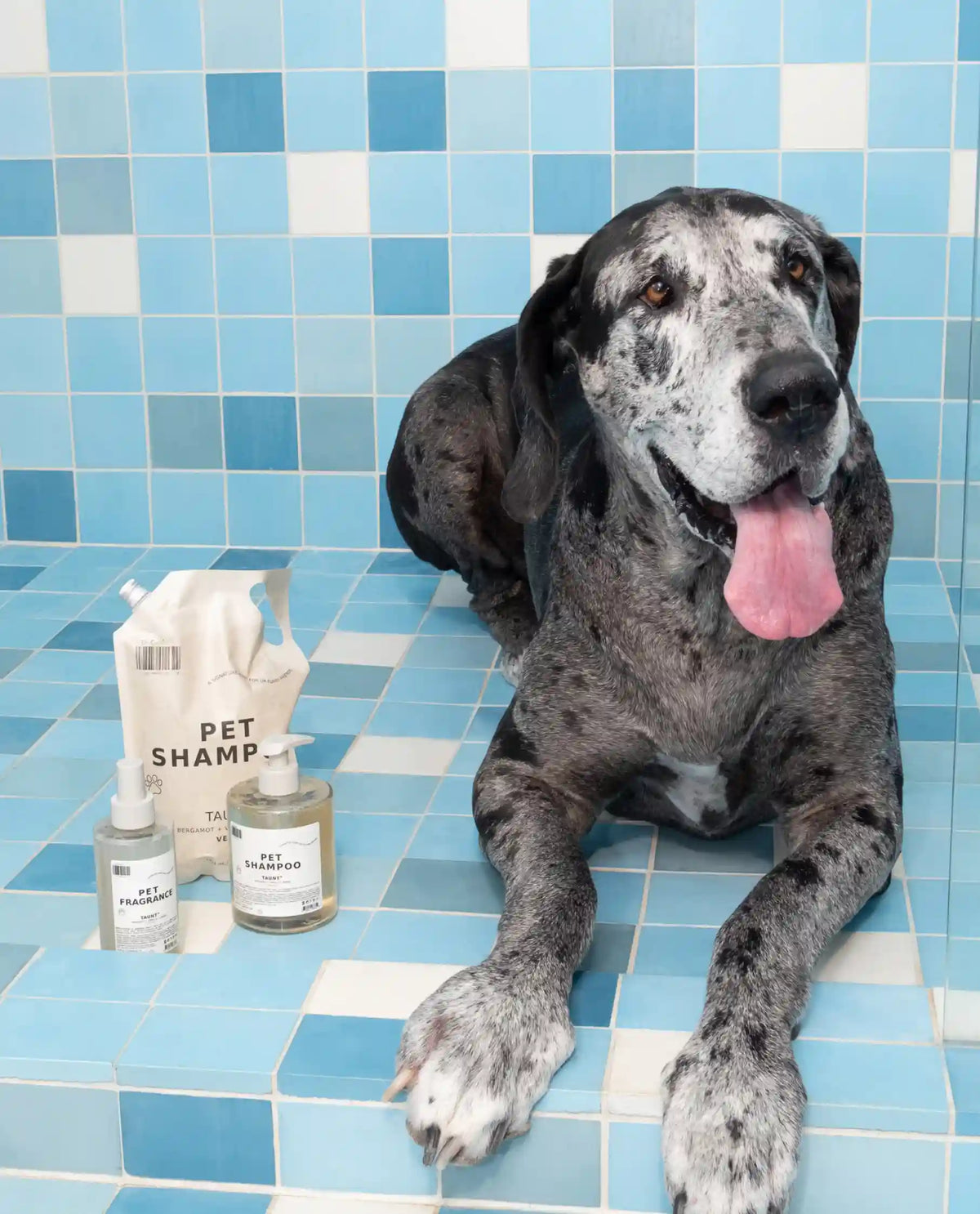 Pet Shampoo 01 "Taunt"